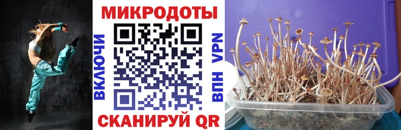 Галлюциногенные грибы Psilocybe Каменка